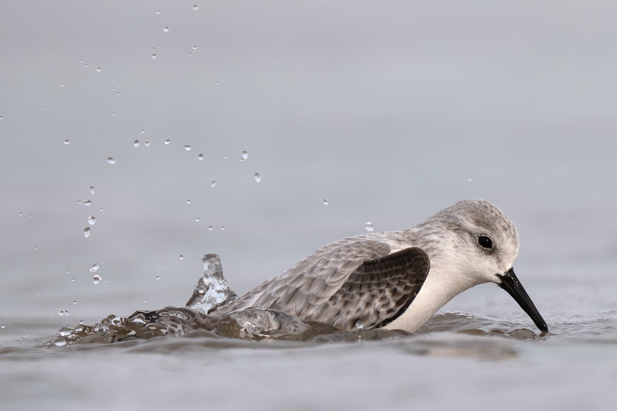Sanderling - ML645988448