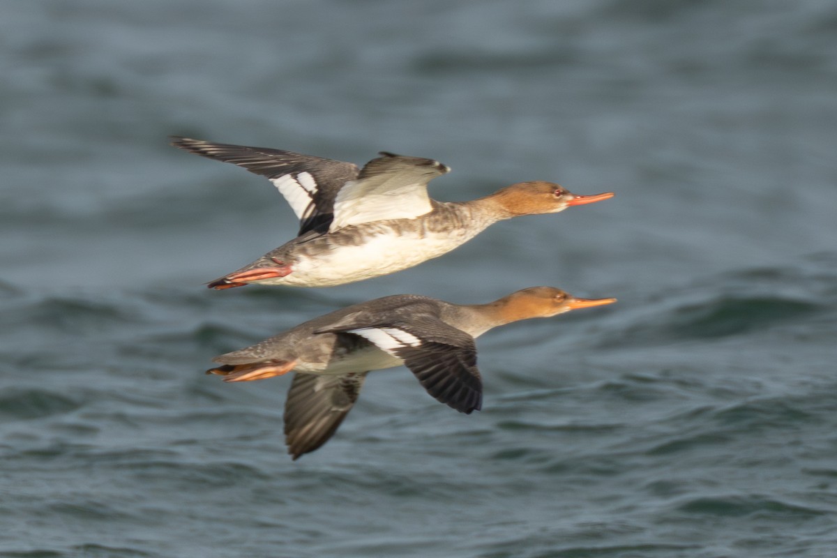 Red-breasted Merganser - ML645988454