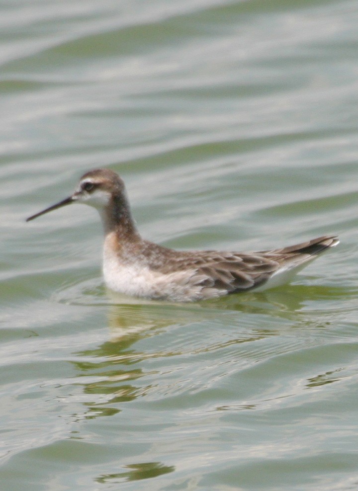 lyskonoh dlouhozobý - ML645988455