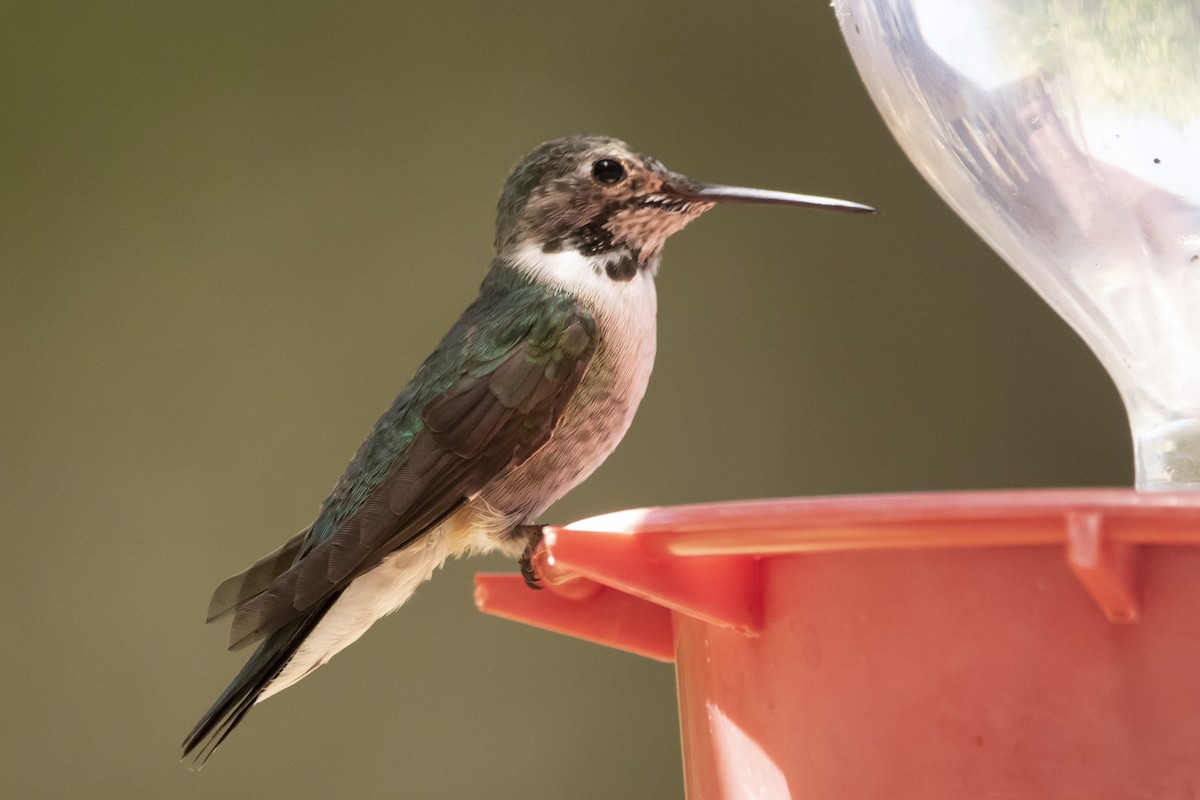 Broad-tailed Hummingbird - ML645988457