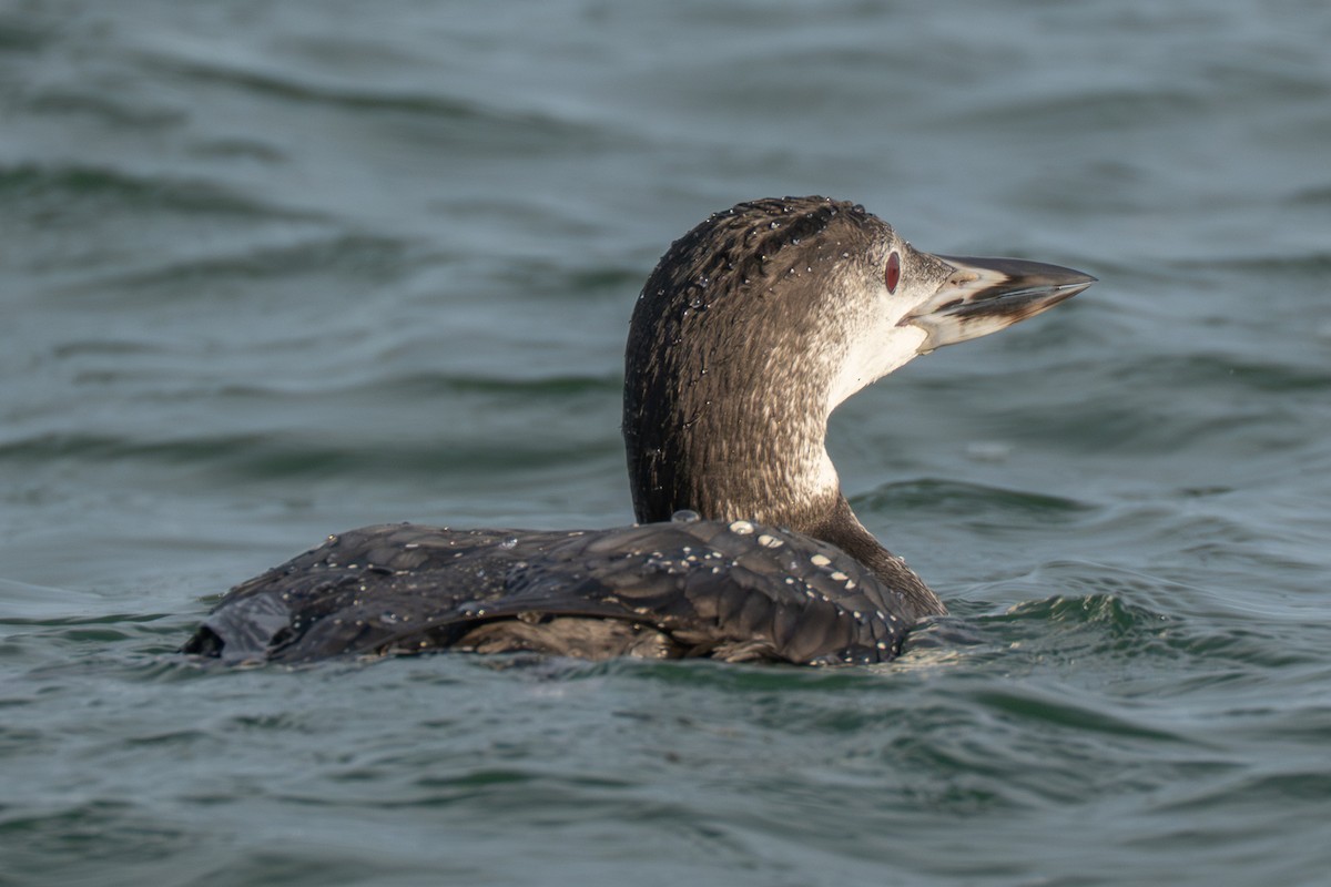 Common Loon - ML645988458