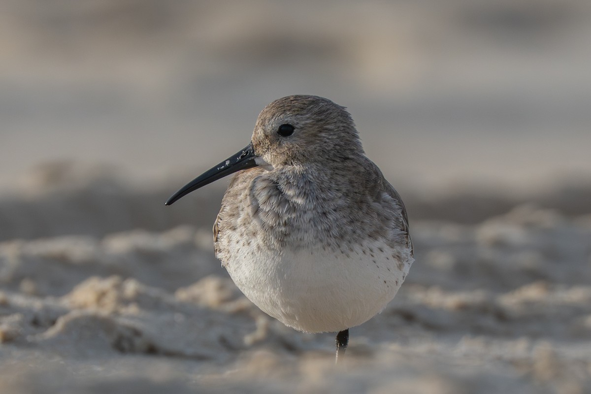 Dunlin - ML645988463