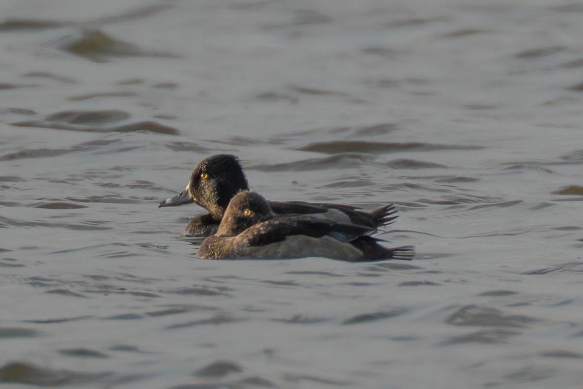 Ring-necked Duck - ML645988466