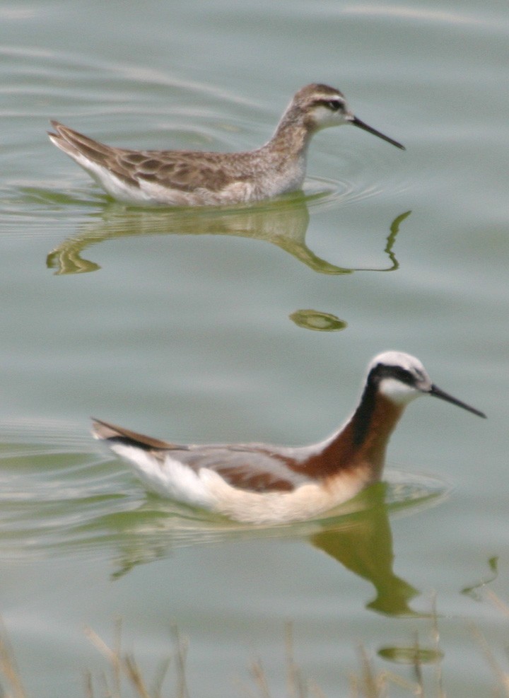 lyskonoh dlouhozobý - ML645988467