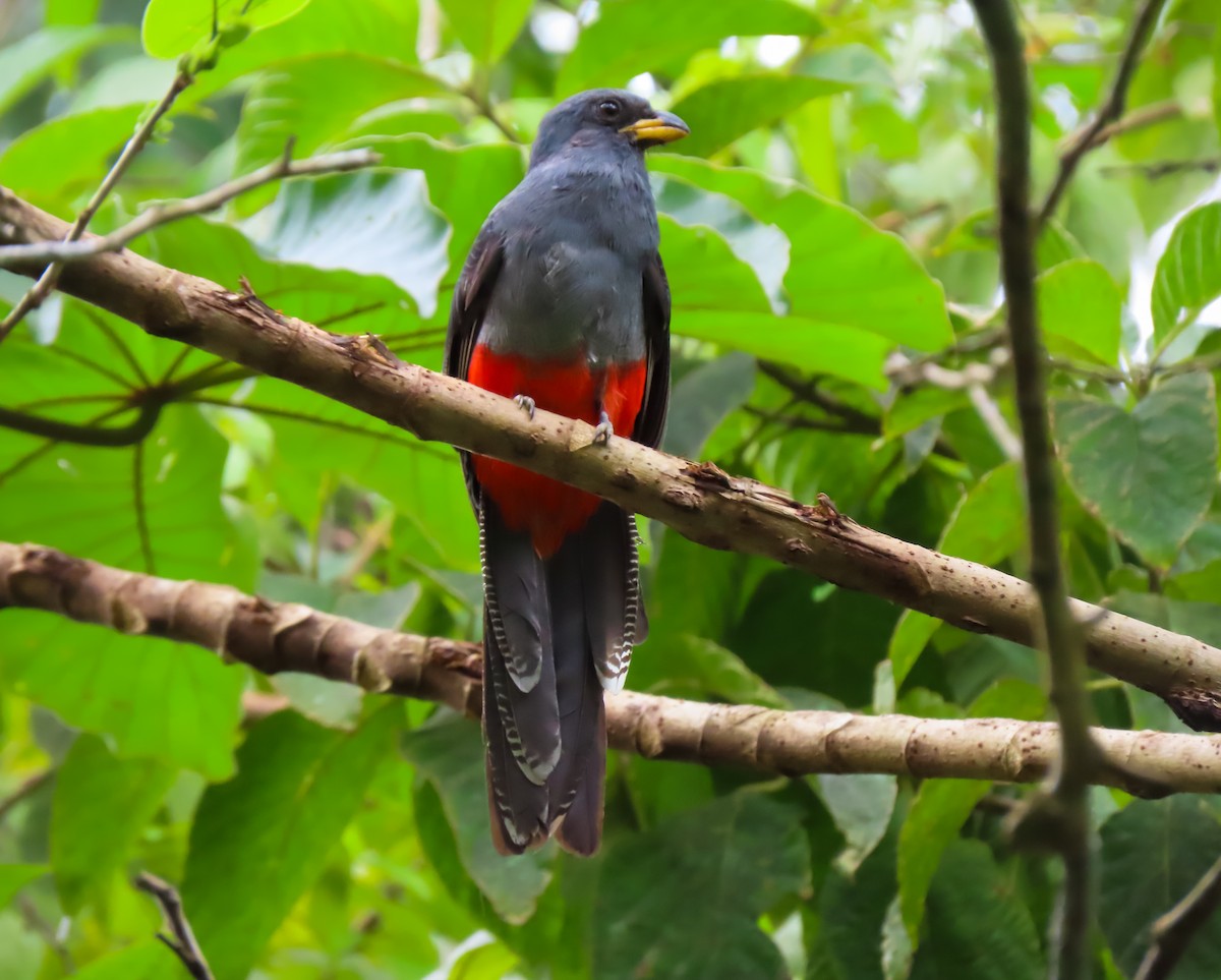 Black-tailed Trogon - ML645988470