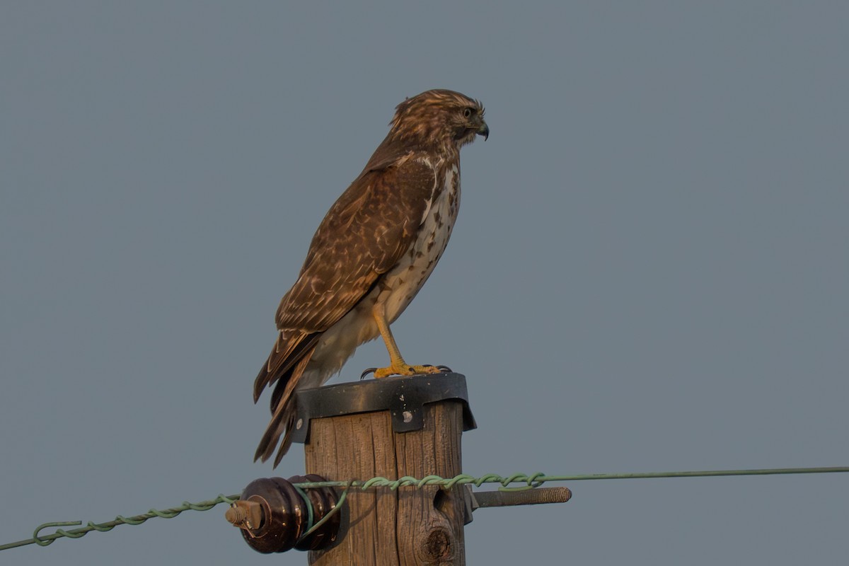 Red-shouldered Hawk - ML645988471