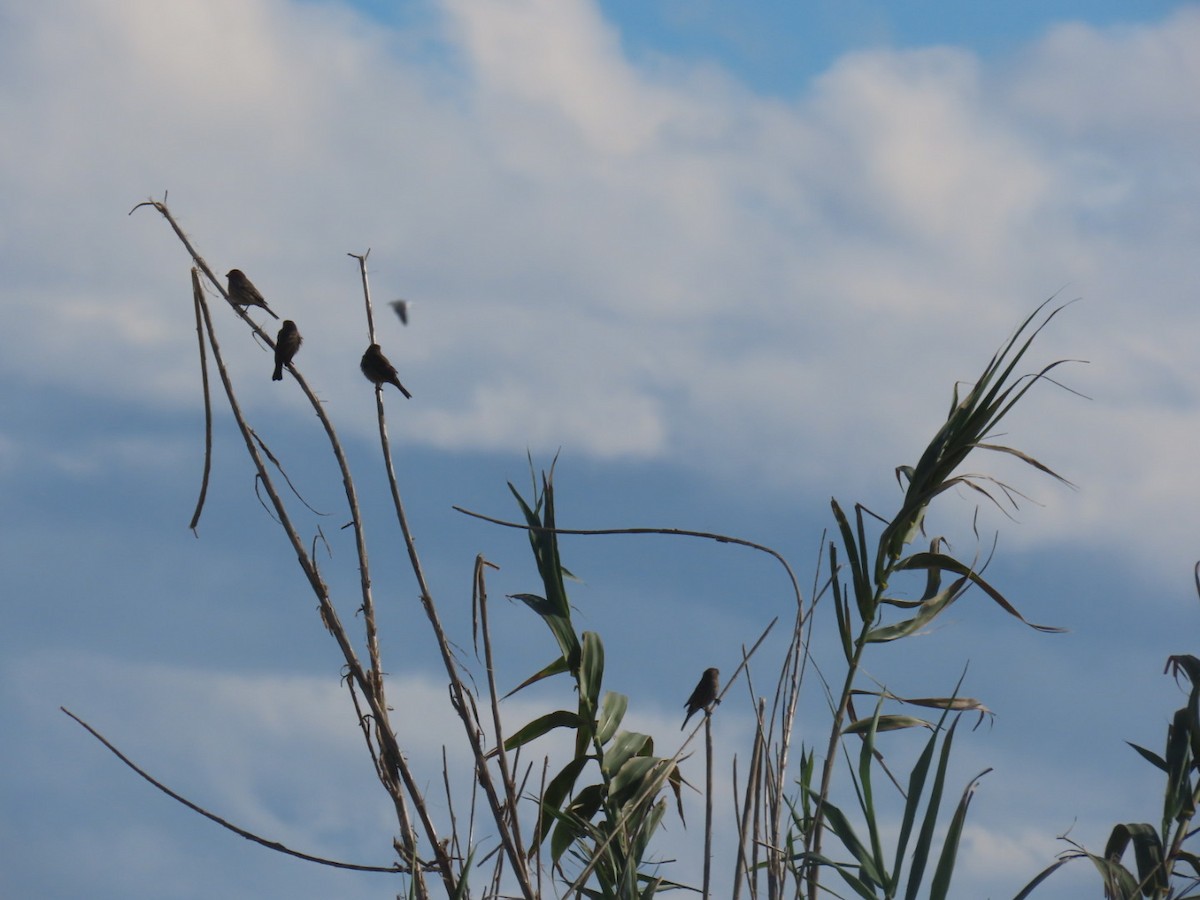 House Finch - ML645988472