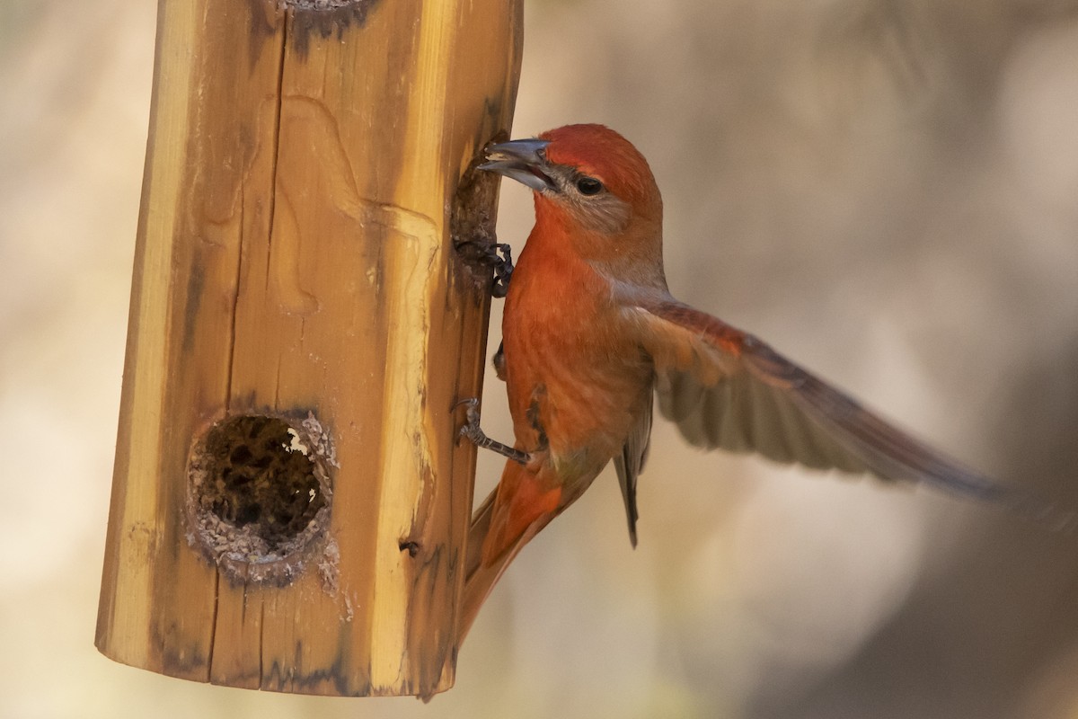 Hepatic Tanager - ML645988474