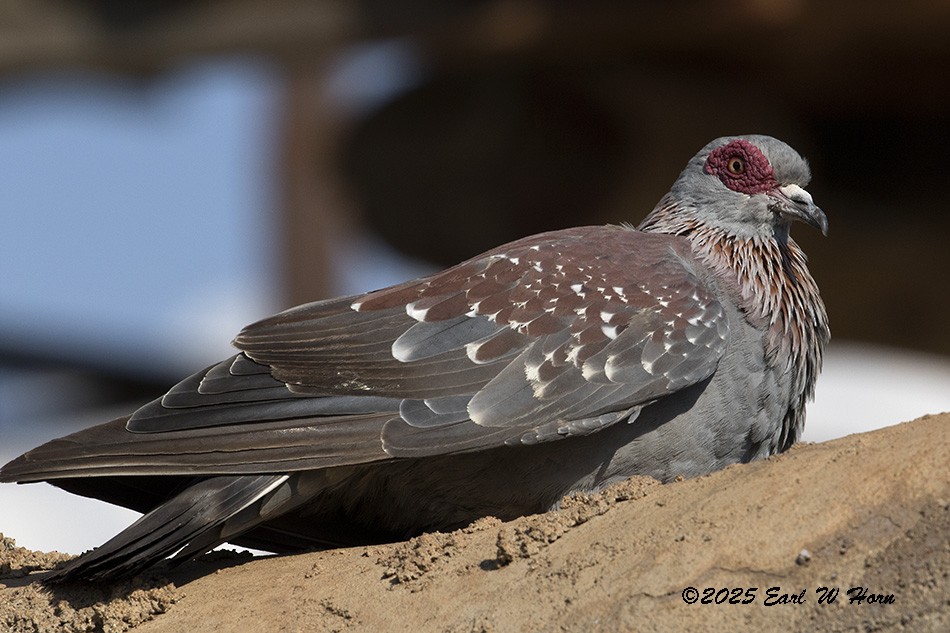 Paloma de Guinea - ML645988476