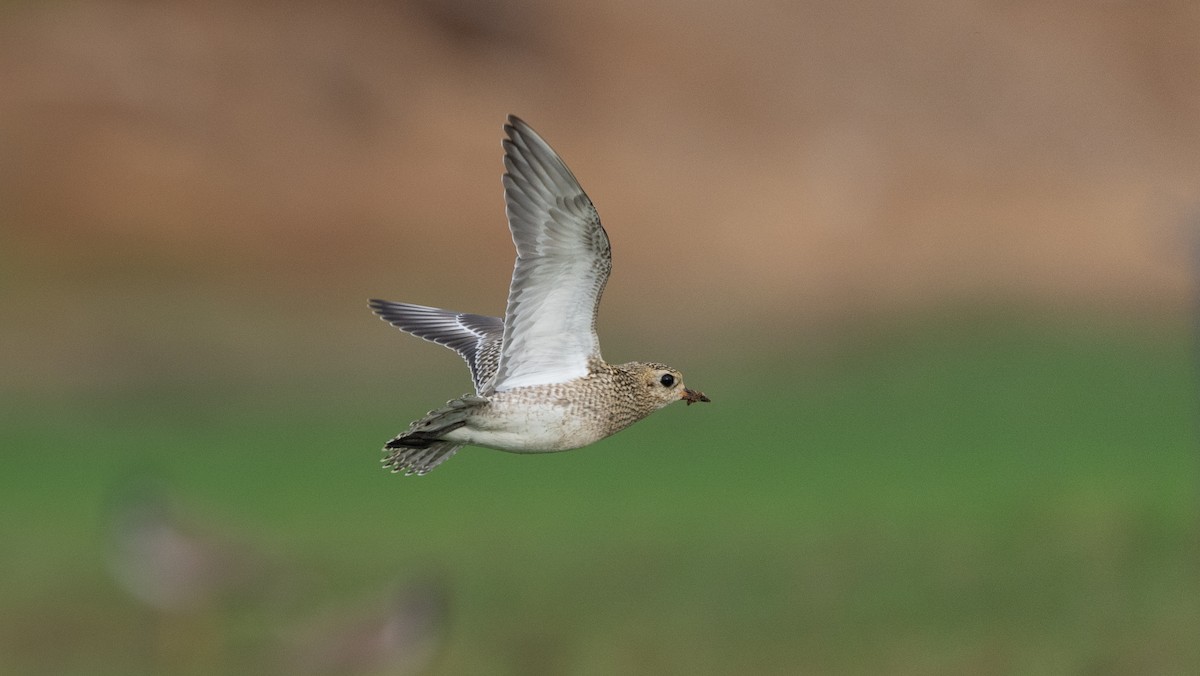 European Golden-Plover - ML645988489
