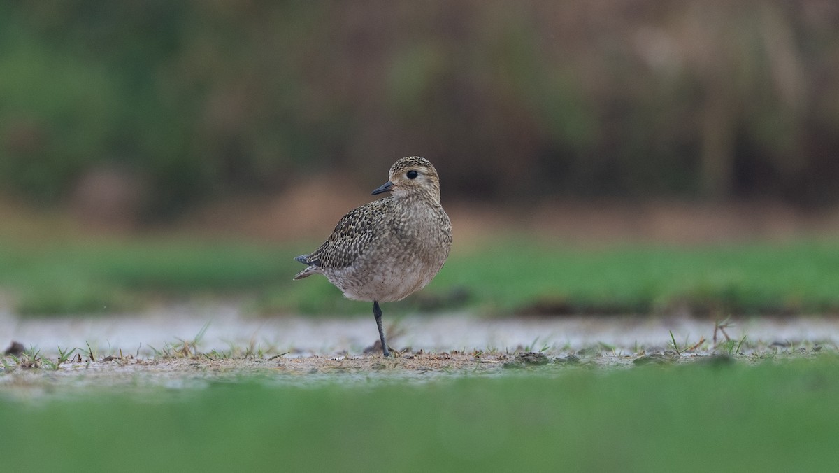 European Golden-Plover - ML645988490