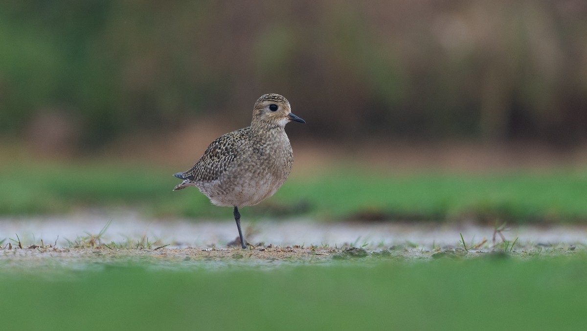 European Golden-Plover - ML645988491