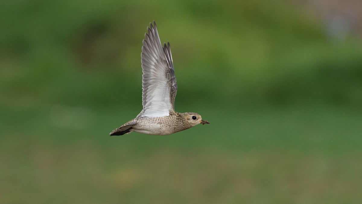 European Golden-Plover - ML645988492