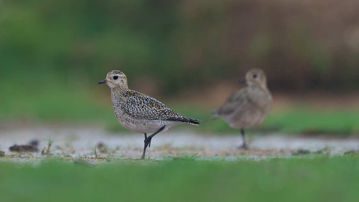 European Golden-Plover - ML645988493
