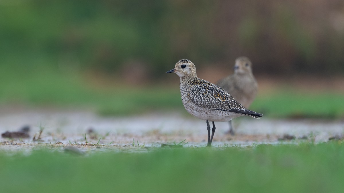 European Golden-Plover - ML645988494