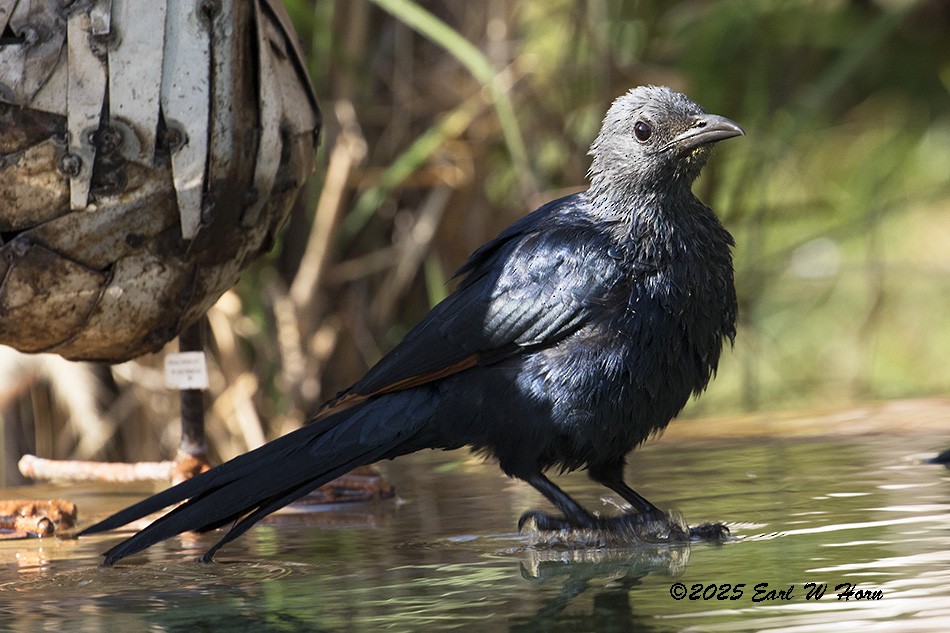 Kızılkanat - ML645988497