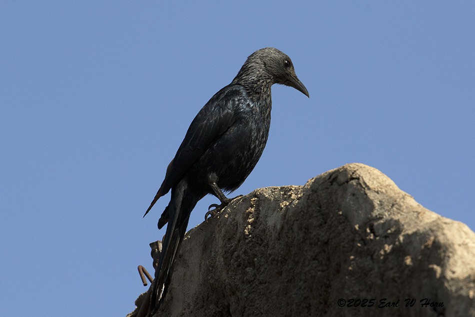 Kızılkanat - ML645988498