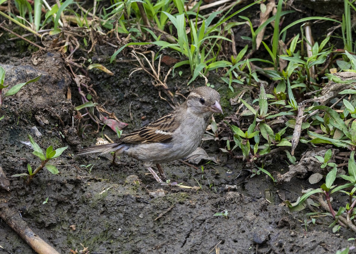 Gorrión Común - ML645988499