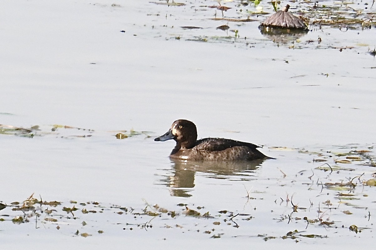 Морская чернеть - ML645988500