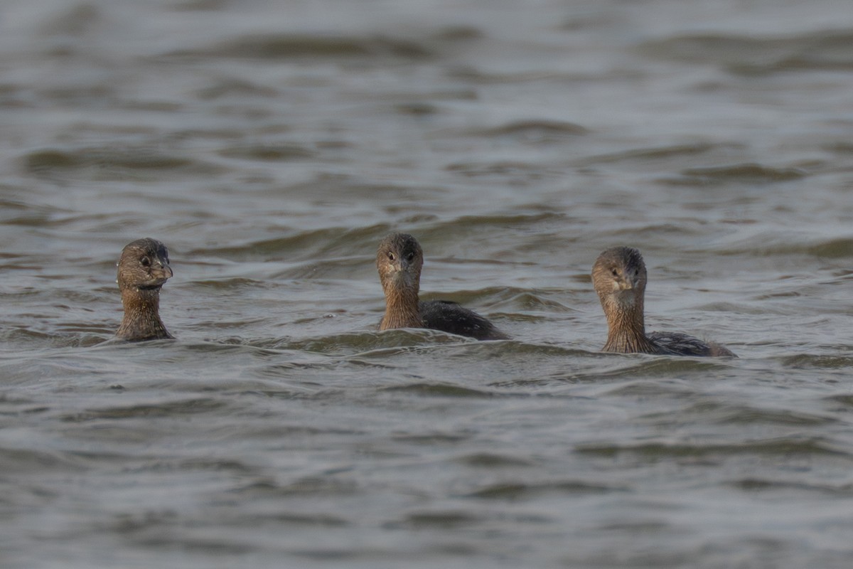 Pied-billed Grebe - ML645988509