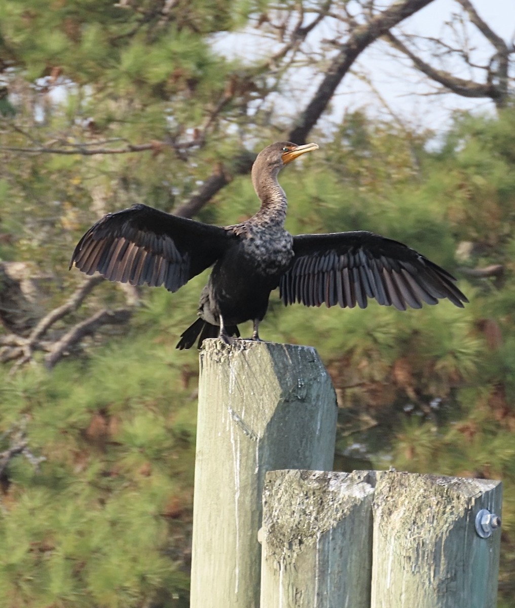 Double-crested Cormorant - ML645988511