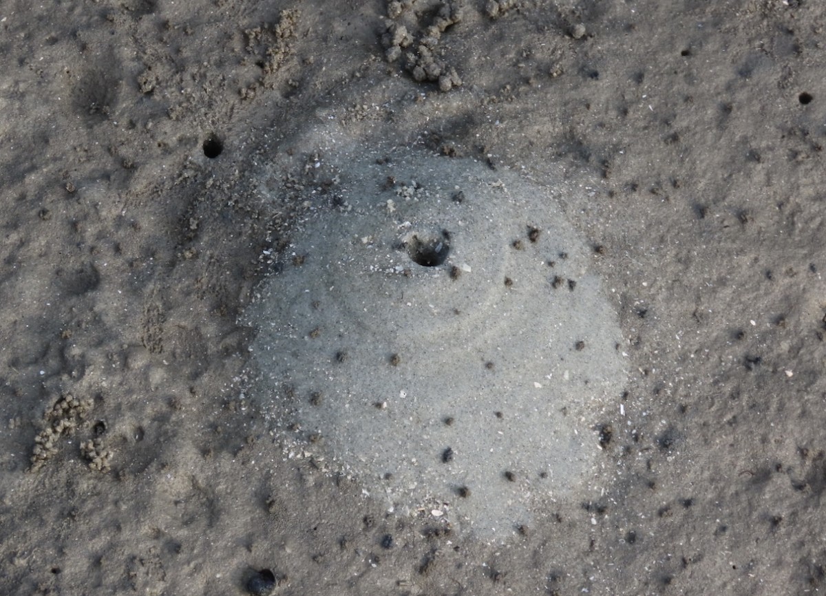 Animals - ML645988514