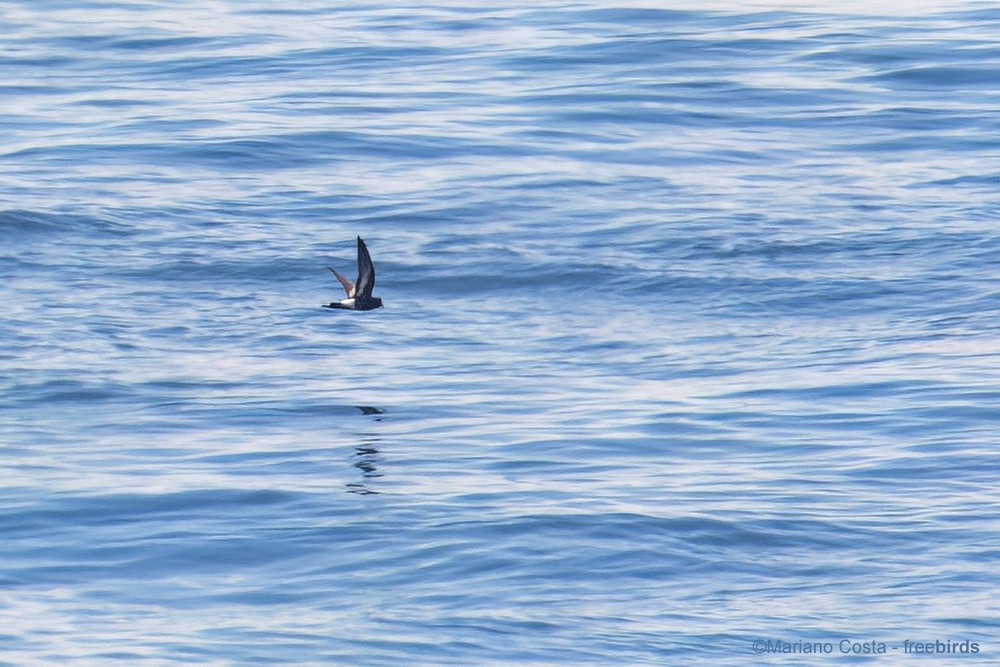 Pincoya Storm-Petrel - ML645988519