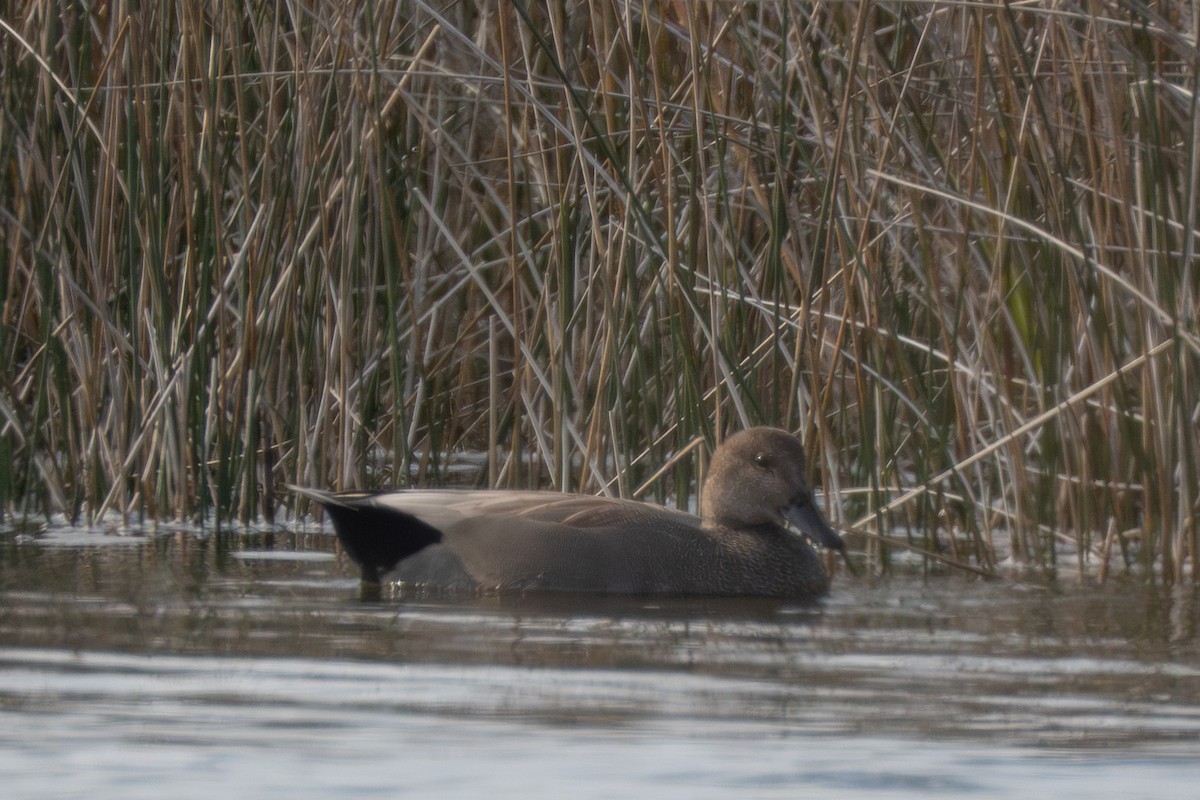Gadwall - ML645988537