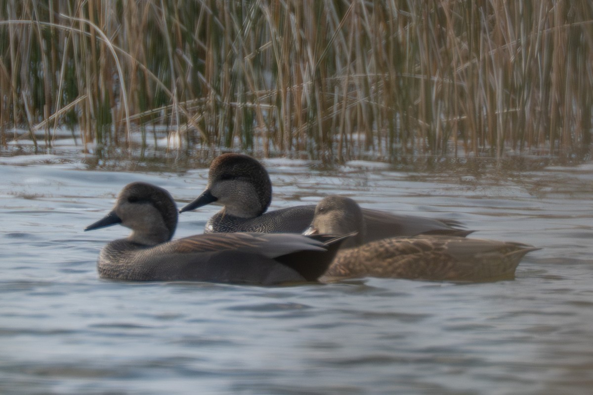 Gadwall - ML645988541