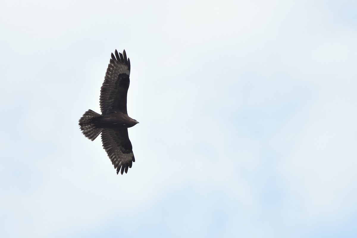 Long-legged Buzzard - ML645988542