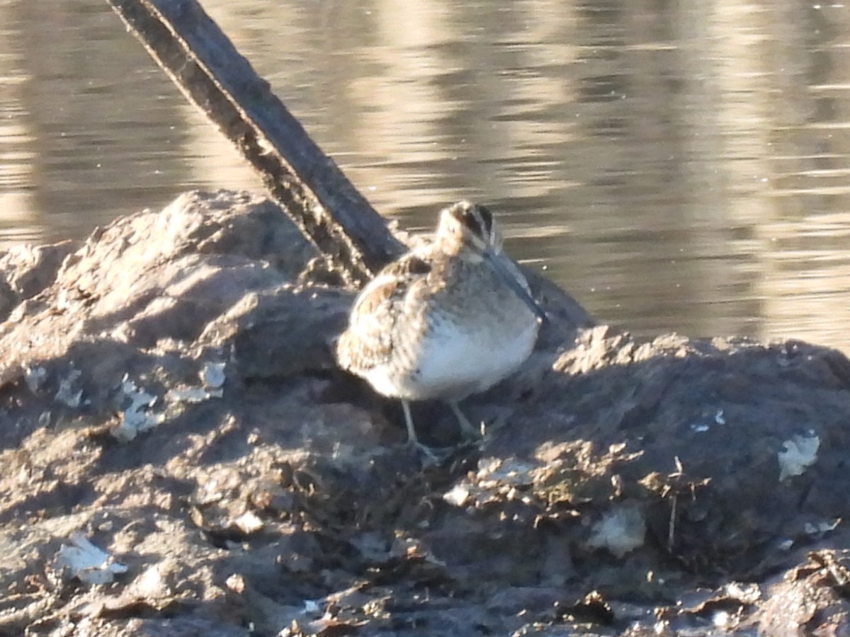 Wilson's Snipe - ML645988543