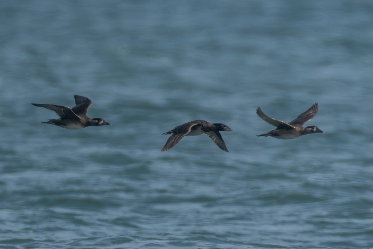 Surf Scoter - ML645988544