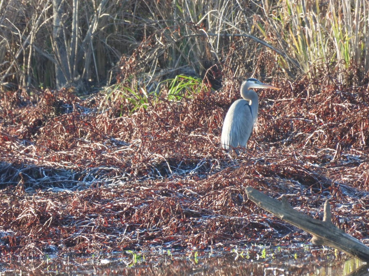 Great Blue Heron - ML645988545