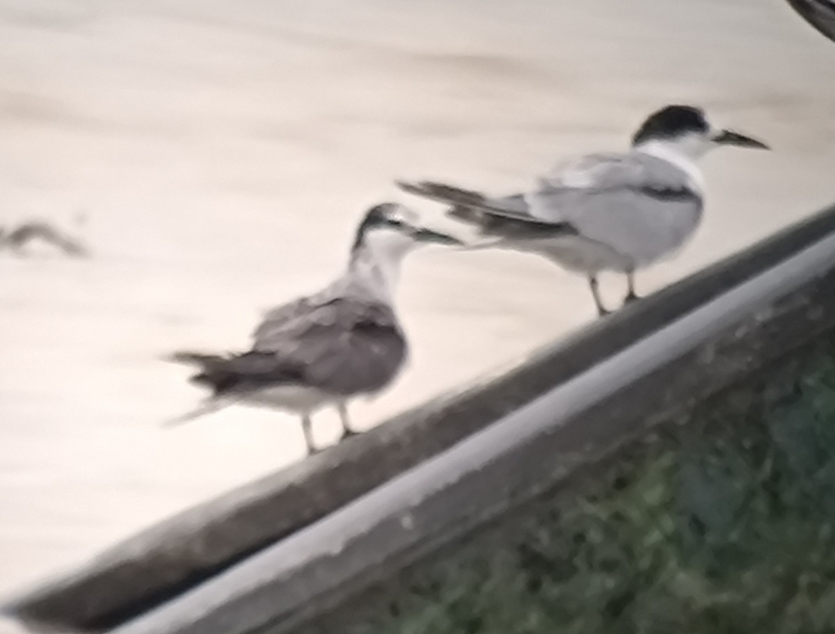 Bridled Tern - ML645988546