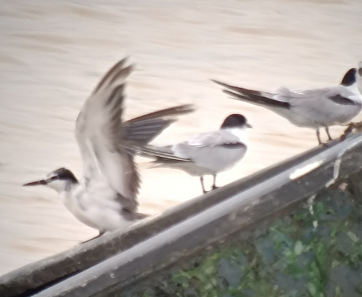 Bridled Tern - ML645988547