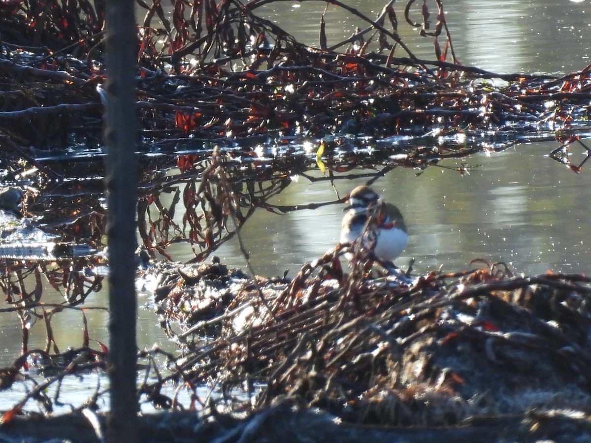 Killdeer - ML645988549