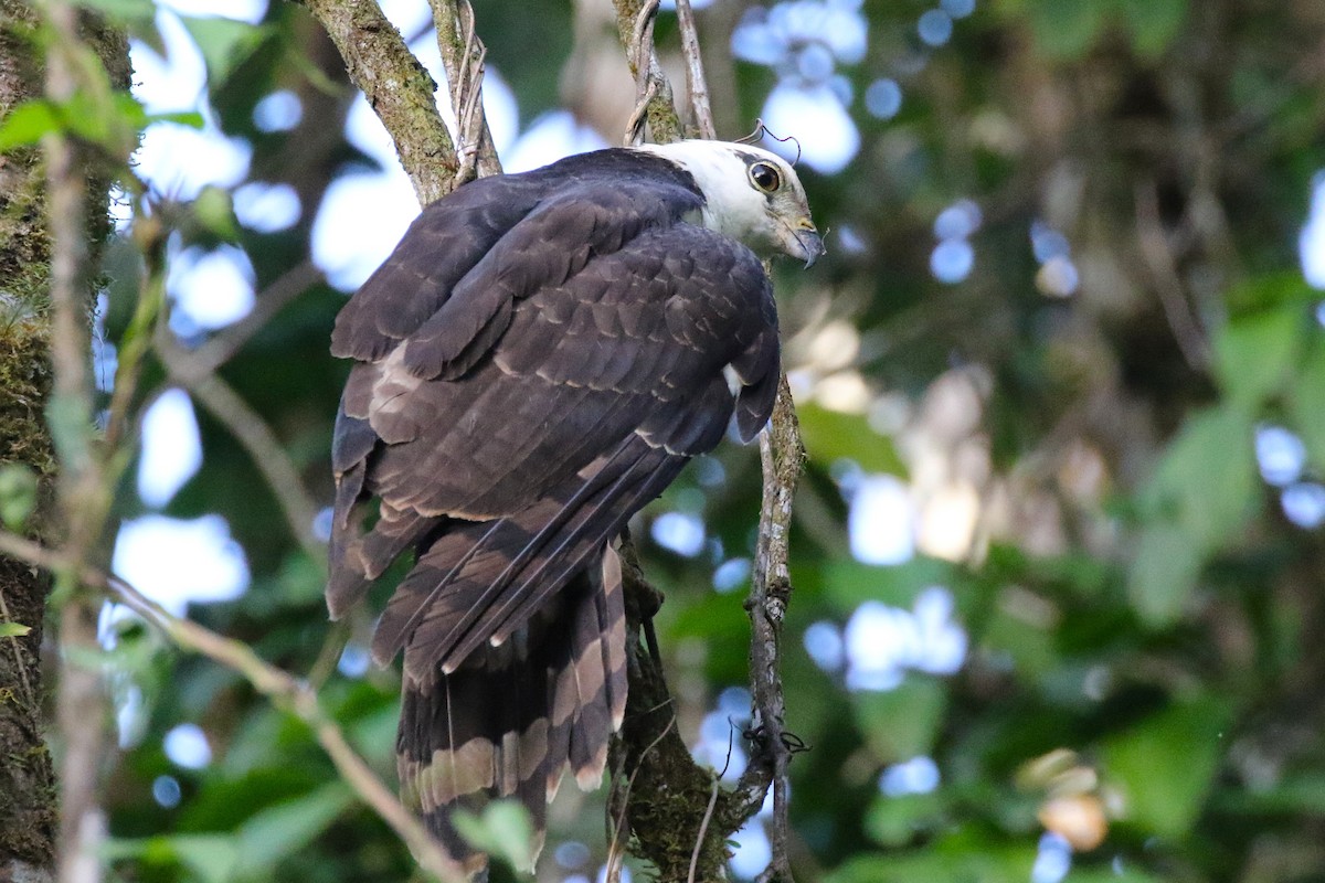 Gray-headed Kite - ML645988550