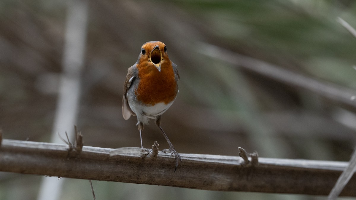 European Robin - ML645988551