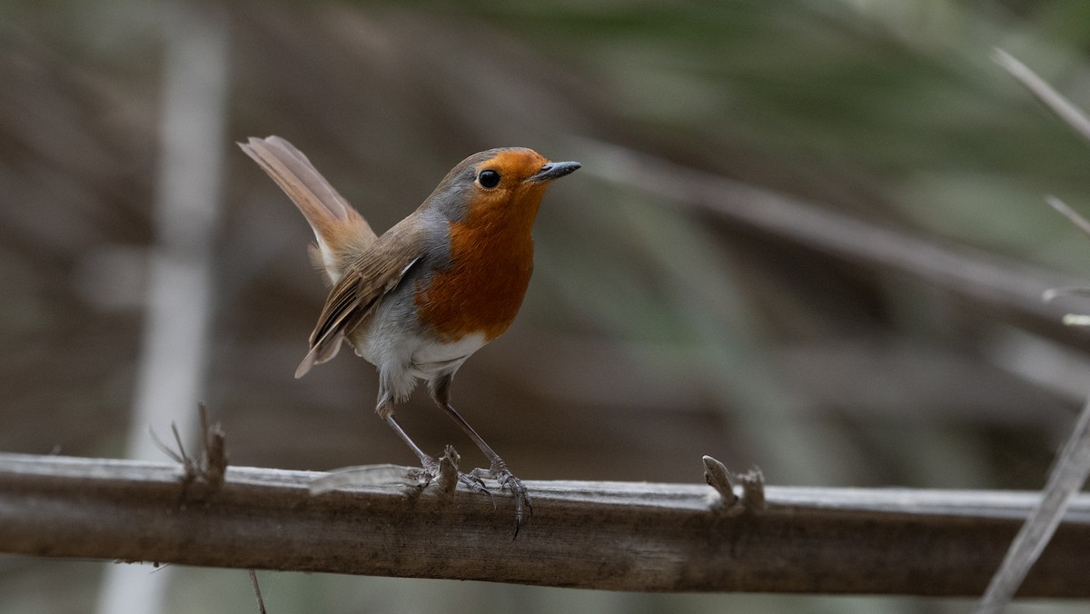 European Robin - ML645988552