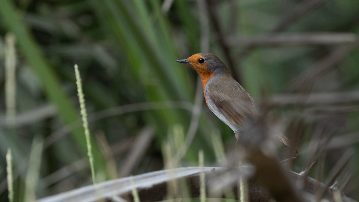 European Robin - ML645988553