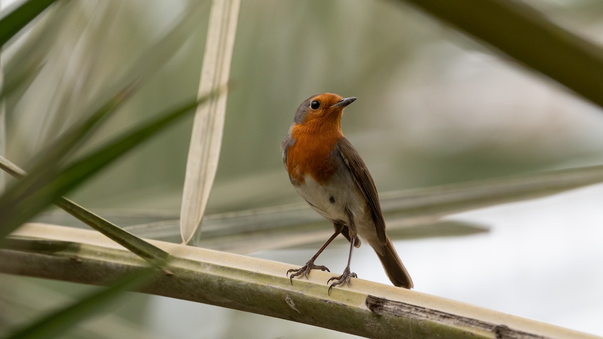 European Robin - ML645988554