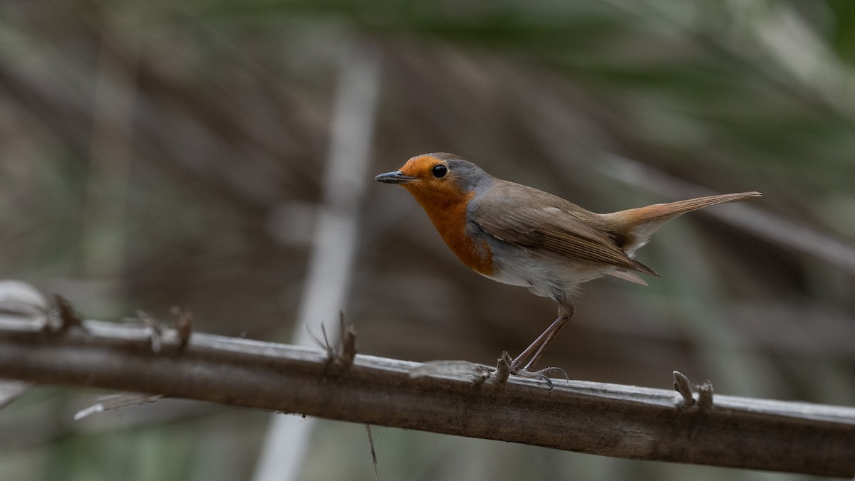 European Robin - ML645988555