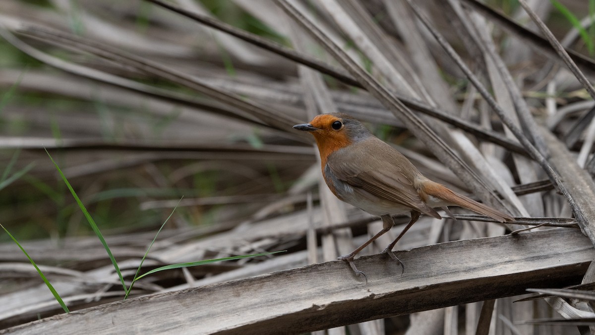 European Robin - ML645988556