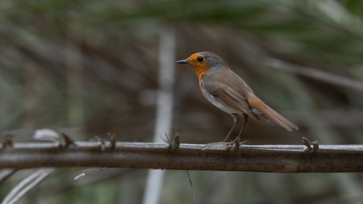 European Robin - ML645988557