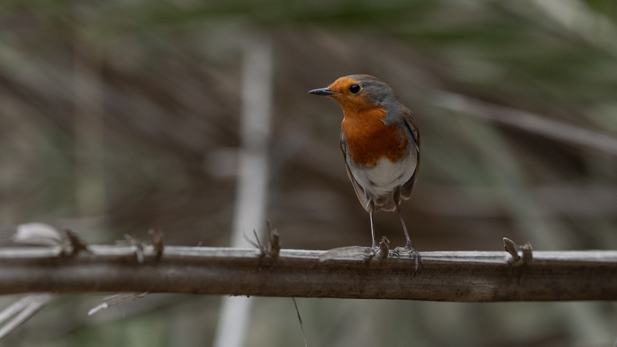 European Robin - ML645988558