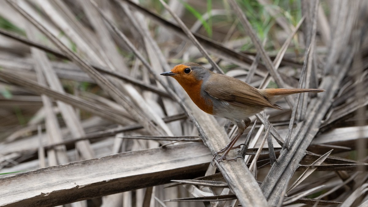European Robin - ML645988559
