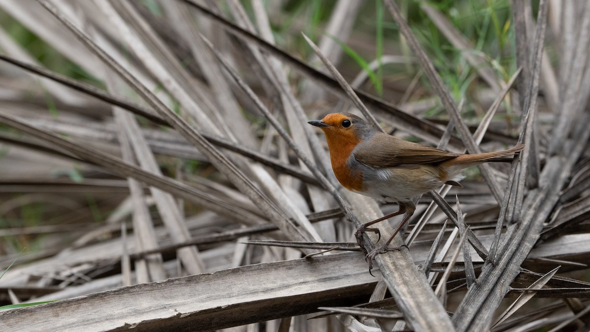 European Robin - ML645988561