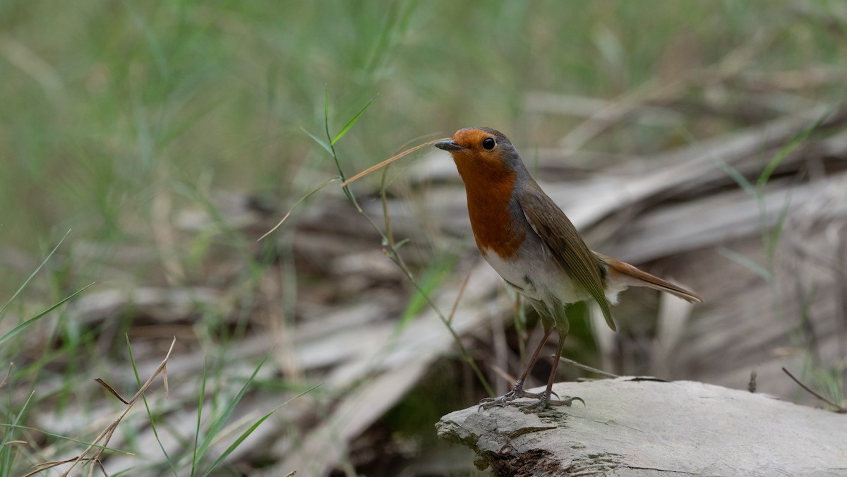 European Robin - ML645988562