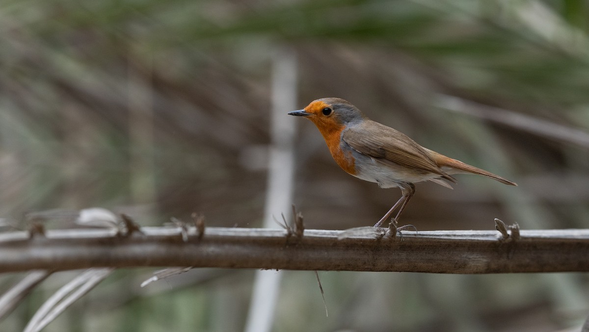 European Robin - ML645988563