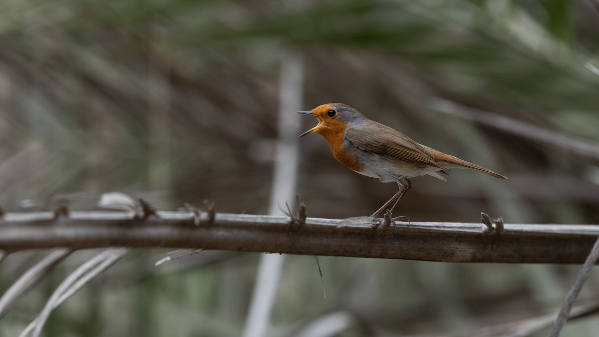 European Robin - ML645988564